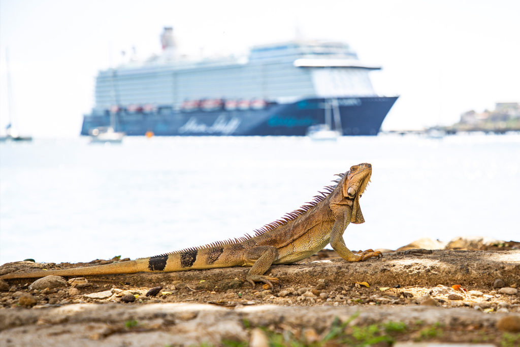 Plage la Francaise in Fort-de-France: Leguan mit Schiff